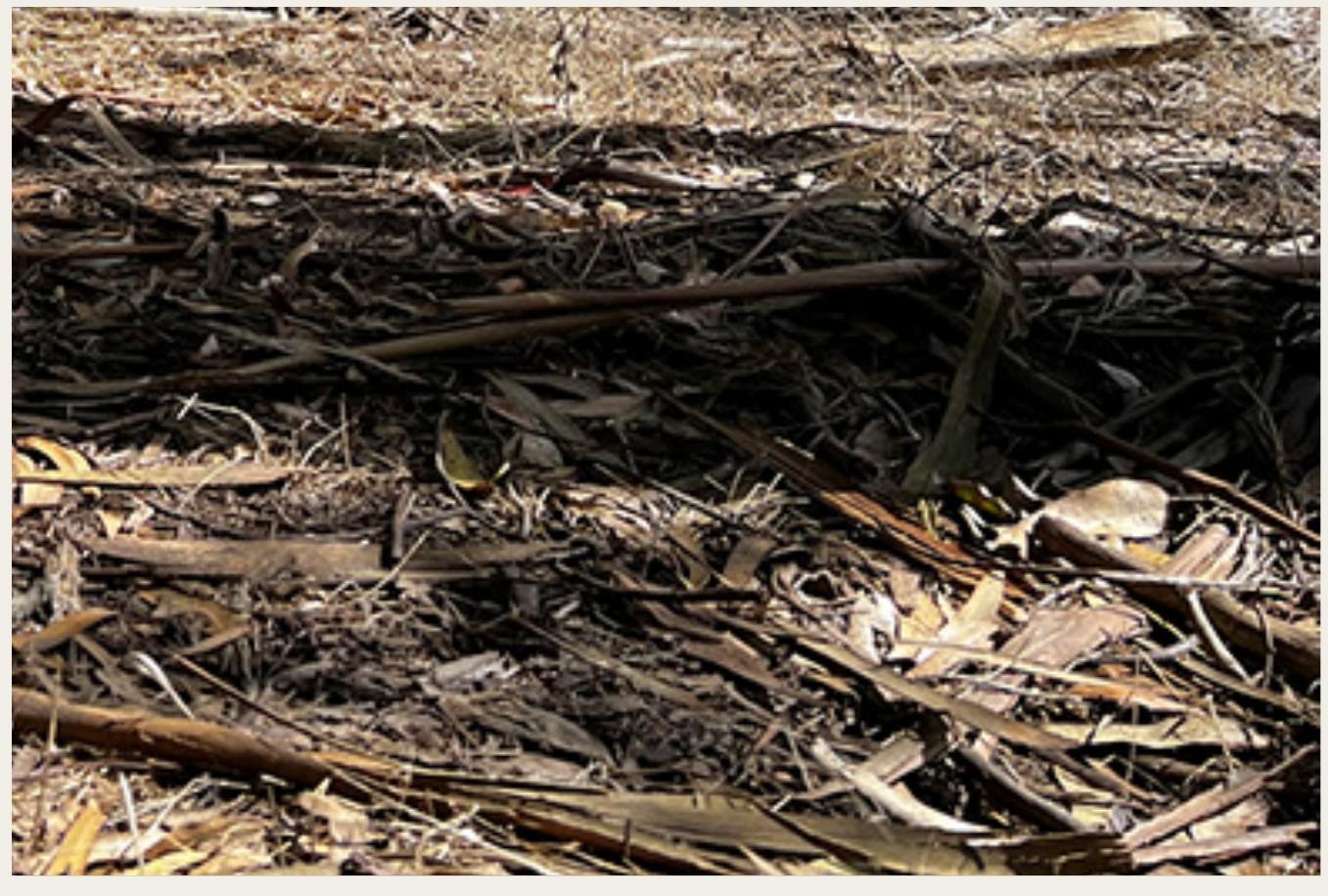 Close still of the forest floor — dry eucalyptus bark, leaves and litter