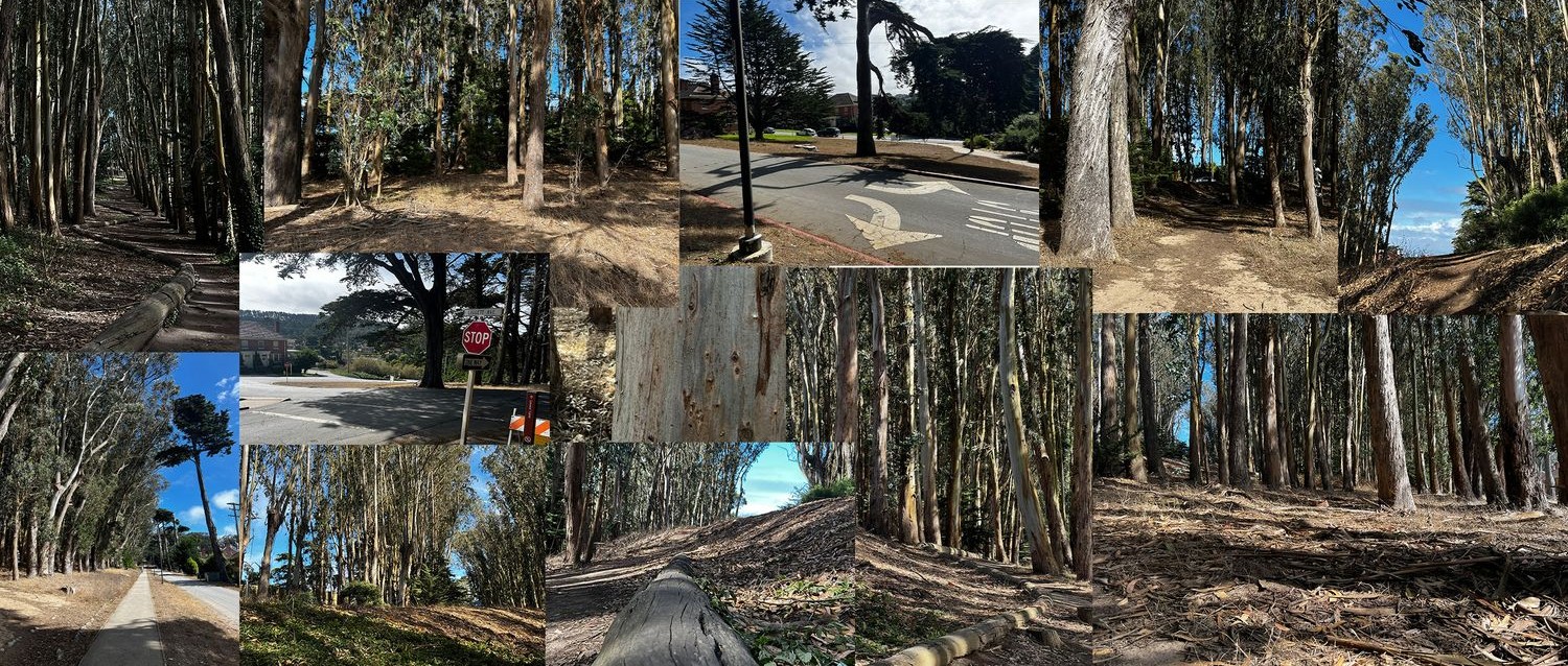 Contact sheet of the grove: eucalyptus, ivy and deep litter with no buildings in sight