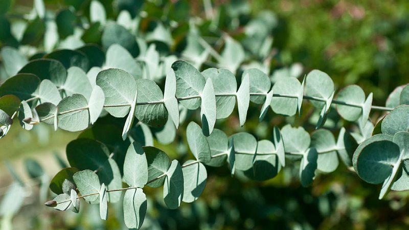Eucalyptus grove reference