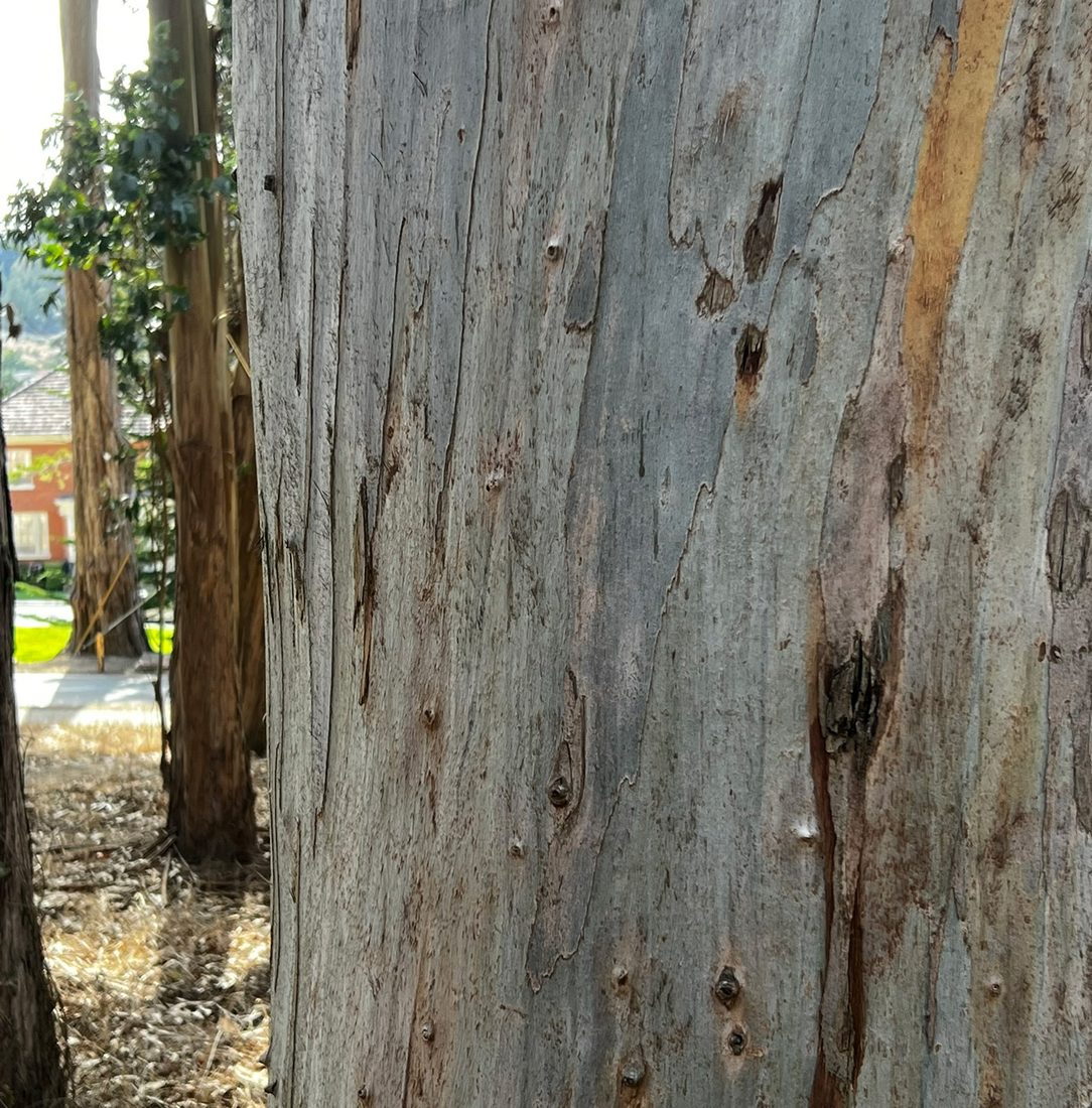 Close detail of eucalyptus bark shedding in ribbons